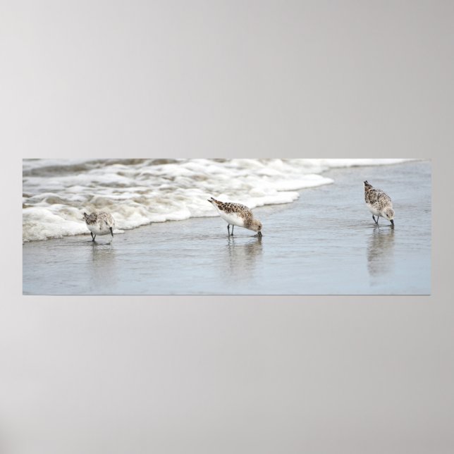 Sandpipers on the Beach Photo Poster Imprimer (Devant)
