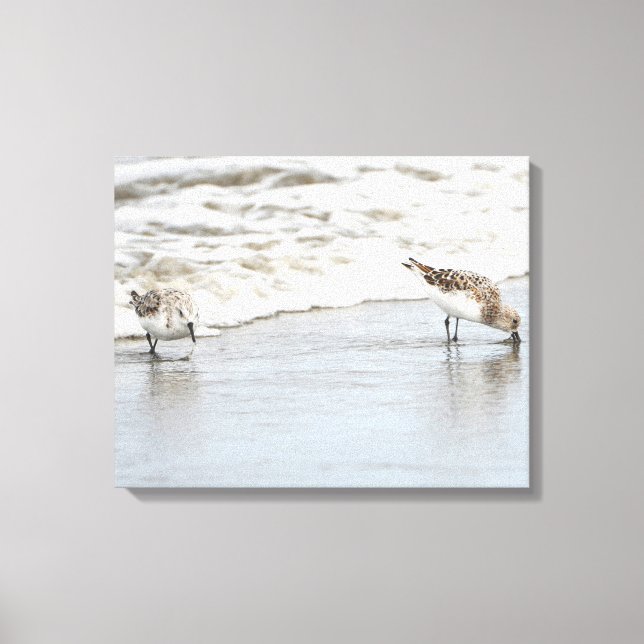 Sandpipers sur la plage Photo toile étirée (Recto)