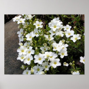 Sandwort Poster