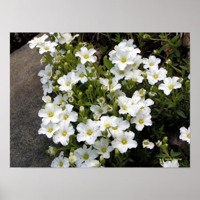 Sandwort Poster (Devant)