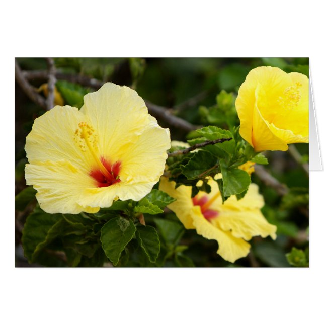 Sanibel (Devant Horizontal)