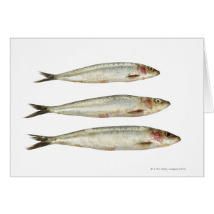 Sardines (pilchards) 2