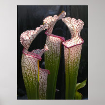 Sarracenia leucophylla Photo Poster Wall Art