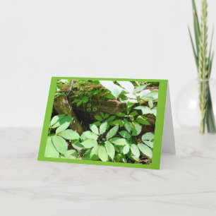 Sarsasparilla dans la carte de note de blanc de