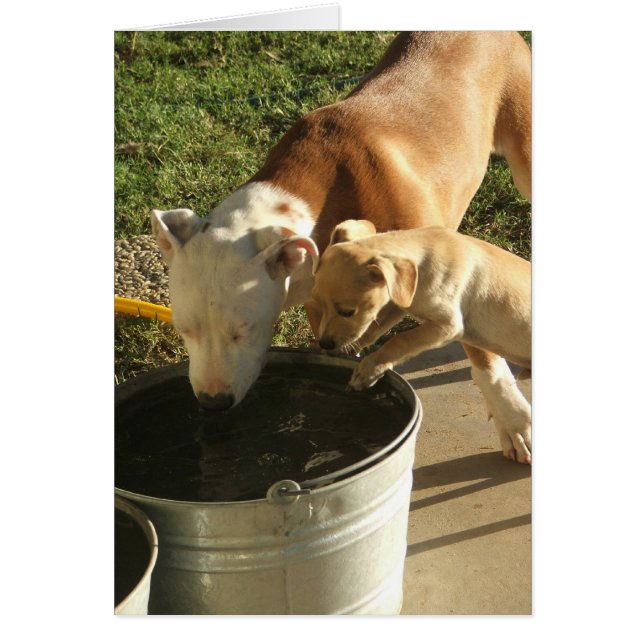Sasha & Louie (Devant)