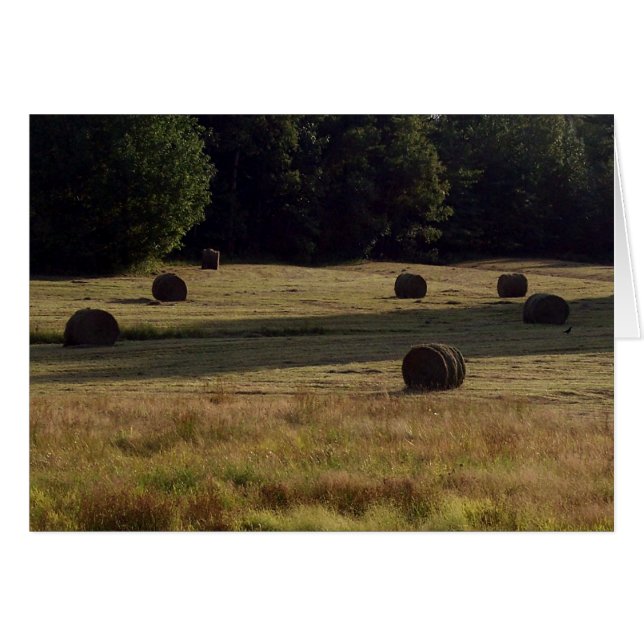 Saucisses de foin (Devant horizontal)