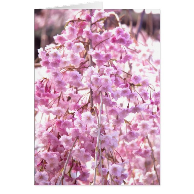 Saule pleureur fleuri peint en rose (Devant)