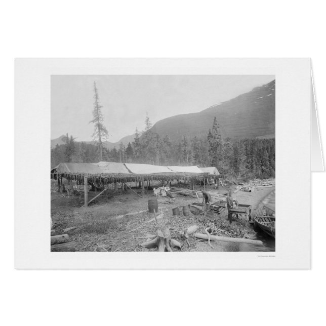 Saumon De Séchage En Alaska 1915 (Devant horizontal)