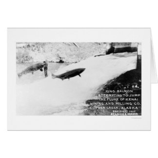 Saumon Jumping Alaska 1907