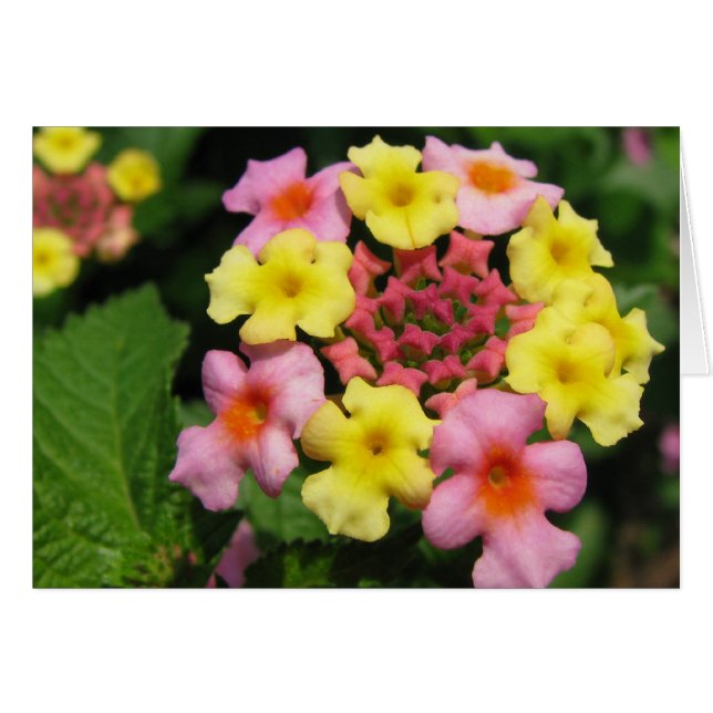 Saupoudrer de bonbons (Devant horizontal)