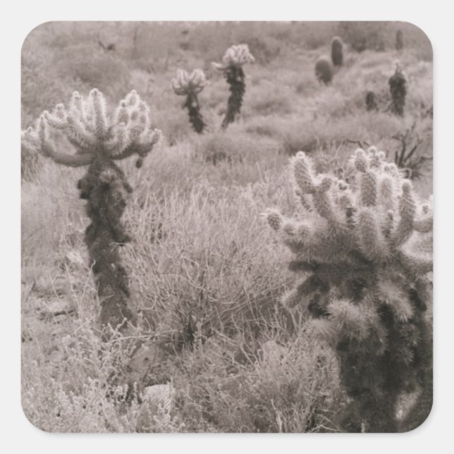 Saut Cholla Desert Cactus autocollants personnalis (Devant)