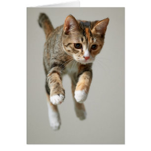 Saut de chat Calico
