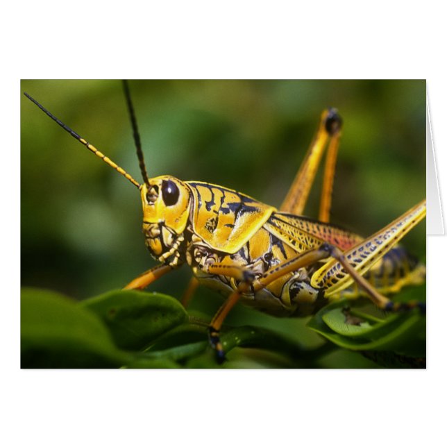Sauterelle, Parc national des Everglades, Floride, (Devant horizontal)