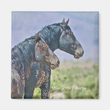 Sauvage et libre, Magnet