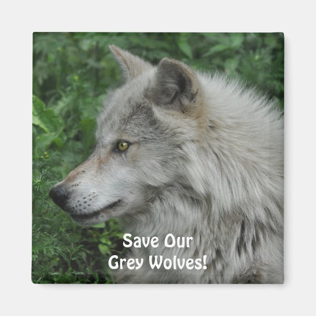 SAUVEGARDER NOS LOUPS GRIS - Magnet photo de la fa (Devant)