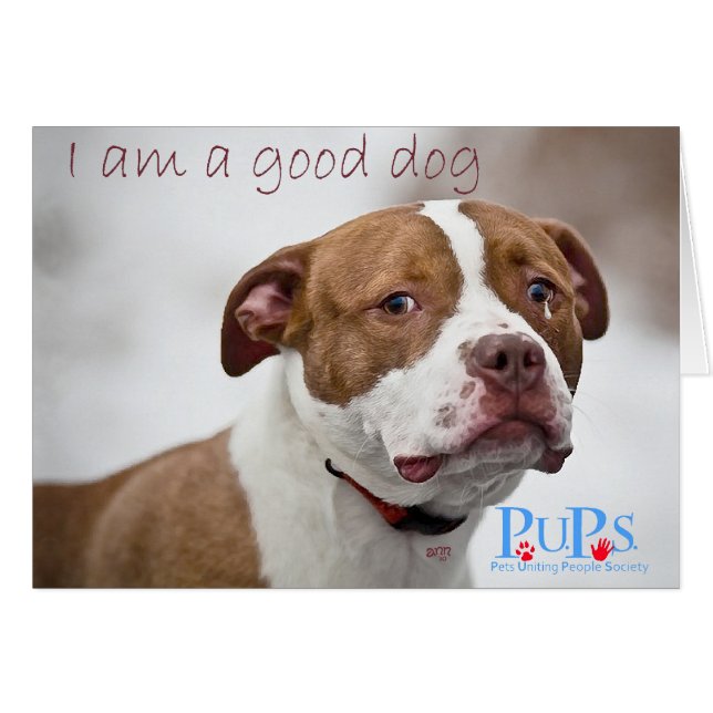 Sauvetage des bons chiens Pit Bull (Devant horizontal)