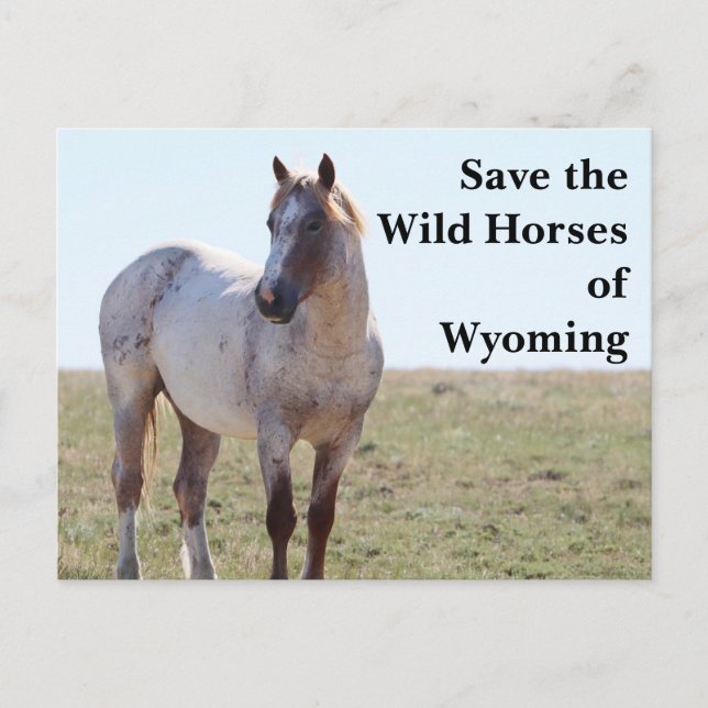 Sauvez les chevaux sauvages du Wyoming Carte posta (Devant)