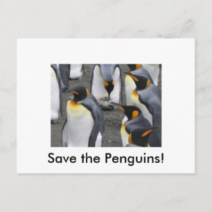 Sauvez les pingouins ! Carte postale