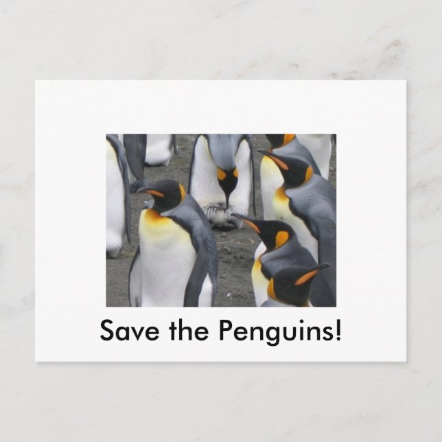 Sauvez les pingouins ! Carte postale (Devant)
