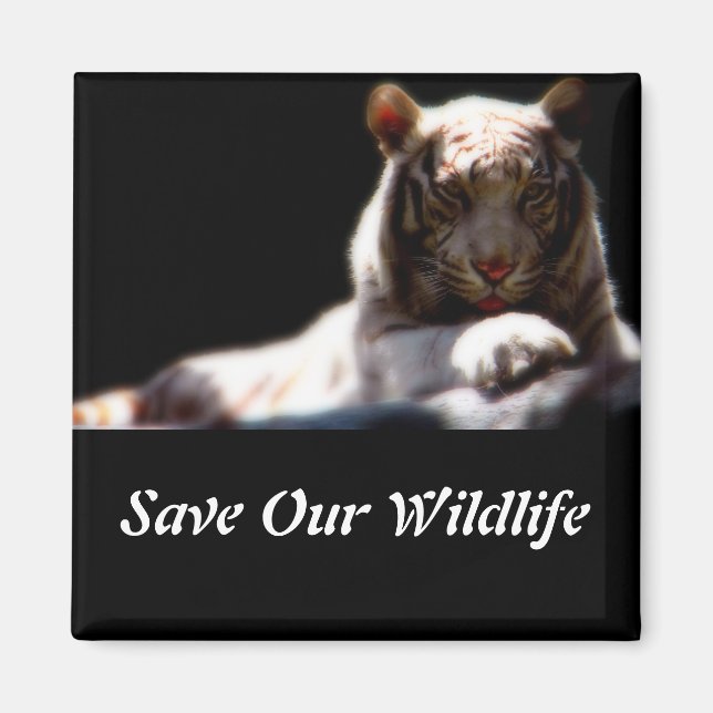 Sauvez notre faune Magnet carré tigre (Devant)