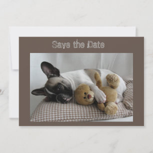 Save The Date Bouledogue français Teddy French Bulldog