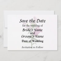 Campanules roses de Canterbury