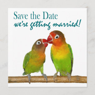 Save The Date Cute Parrot Inséparables Tropical Enregistrer la d