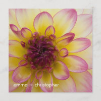 Dahlia bordeaux, jaune et blanc