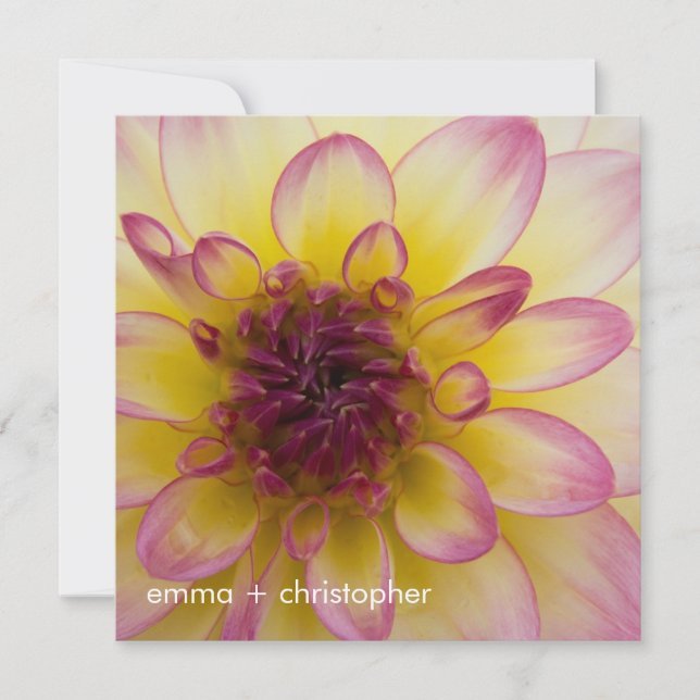 Save The Date Dahlia bordeaux, jaune et blanc (Devant)