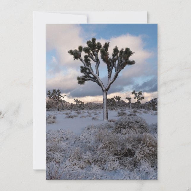 Save The Date Joshua Tree Snowy Morning #2 (Devant)