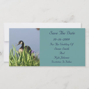 Save The Date Mariage Peinture d'Oies du Canada Enregistrer La D