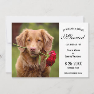 Save The Date Mes humains se marient Mariage photo de chien