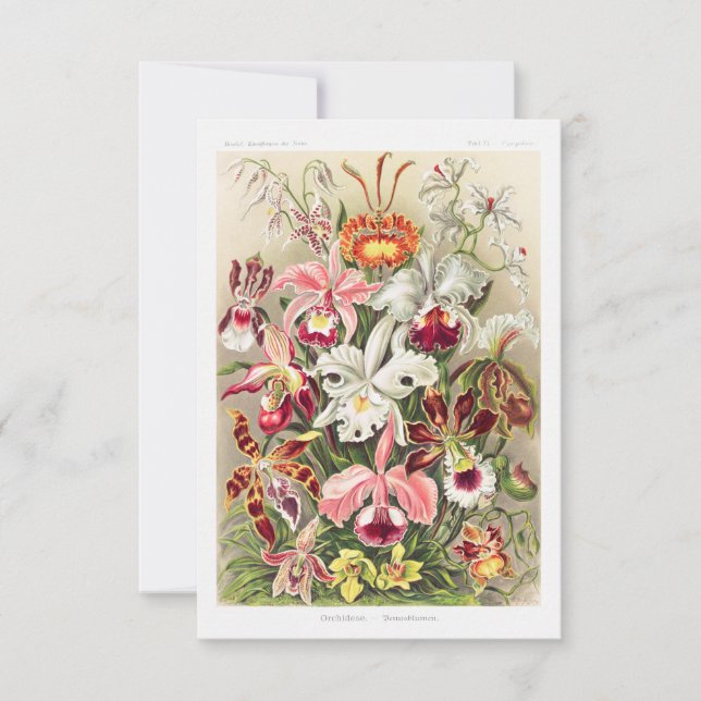 Save The Date Orchideae Denusblumen A Giltsch By Ernst Haeckel (Devant)