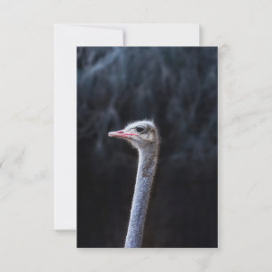 Save The Date Photographie d'autruche
