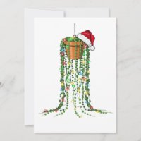 Plante grasse Chapeau de Père Noël Lumières Plante