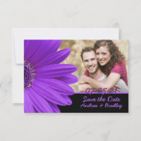 Purple Gerbera Daisy Black Photo Mariage