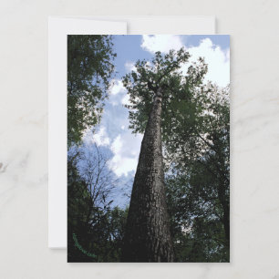 Save The Date Tulip Poplar/Joyce Kilmer Poem Trees Card