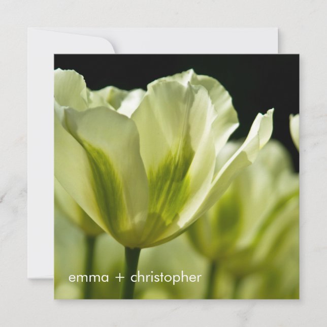 Save The Date Tulipes variées blanches et vertes DSC0856 (Devant)