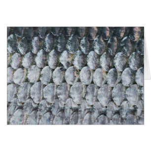 Scales Saumons brillantes