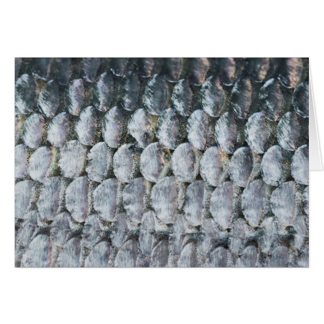 Scales Saumons brillantes (Devant Horizontal)