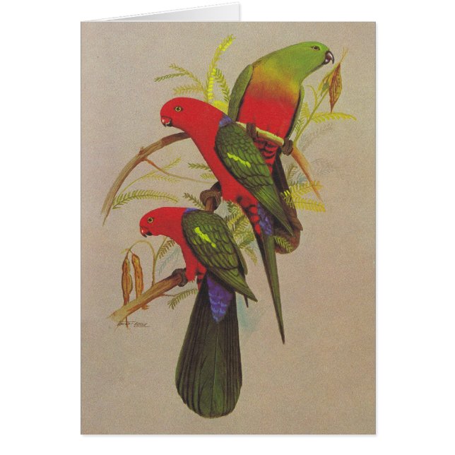 Scapularis du Roi Parrot - d'Alisterus (Devant)