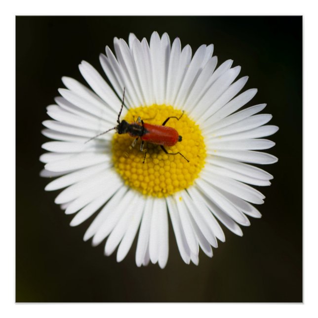 Scarabée rouge sur affiche macro de marguerite bla (Devant)