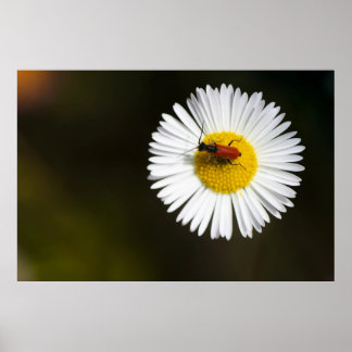 Scarabée rouge sur une affiche macro de marguerite