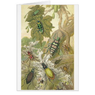 Scarabées britanniques