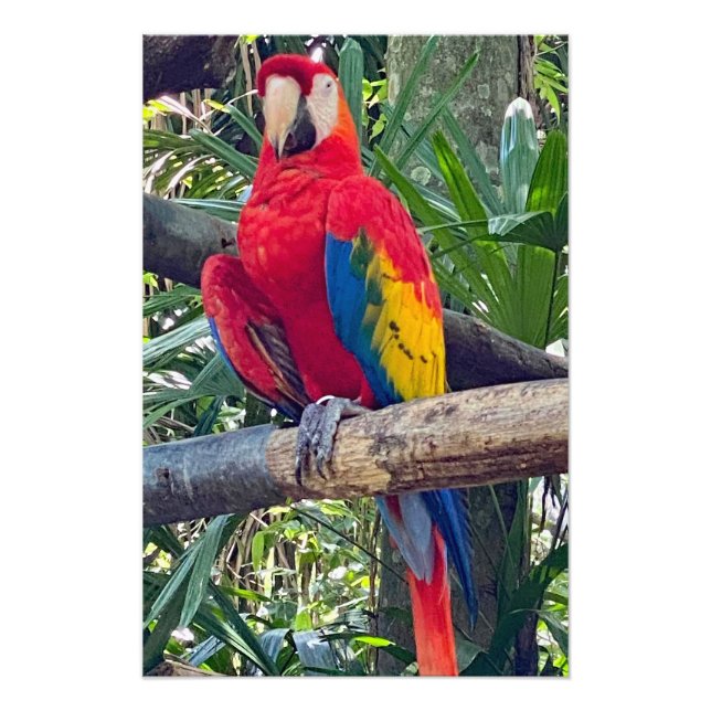 Scarlet Macaw Costa Rica Photo agrandissement (Devant)
