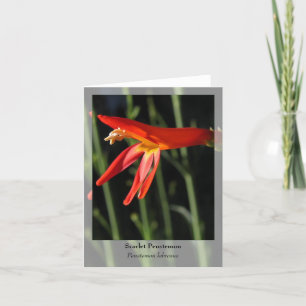 Scarlet Penstemon - Carte pour notes autochtone