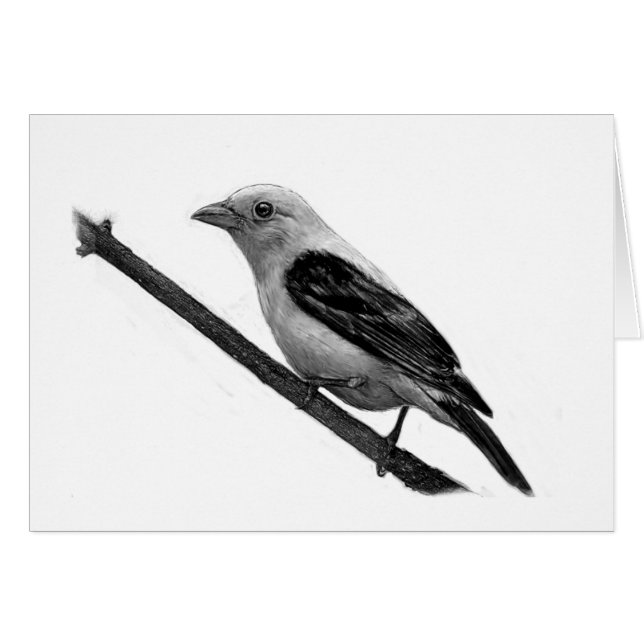 Scarlet Tanager (Devant horizontal)