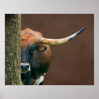 Scarlet - Texas Longhorn Poster de la vache