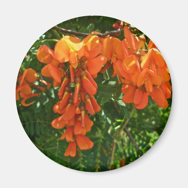 Scarlet Wisteria (Sesbania punicea) OBX Magnet (Devant)