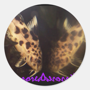 Scatfish Synodontis en miroir autocollant